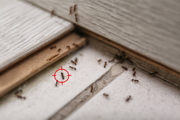 Best Spider Control Near Me  in Ettrick, VA